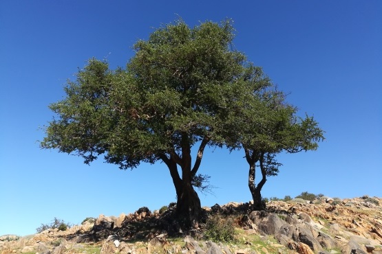 Arganové stromy - bariéra mezi životem a... Saharou